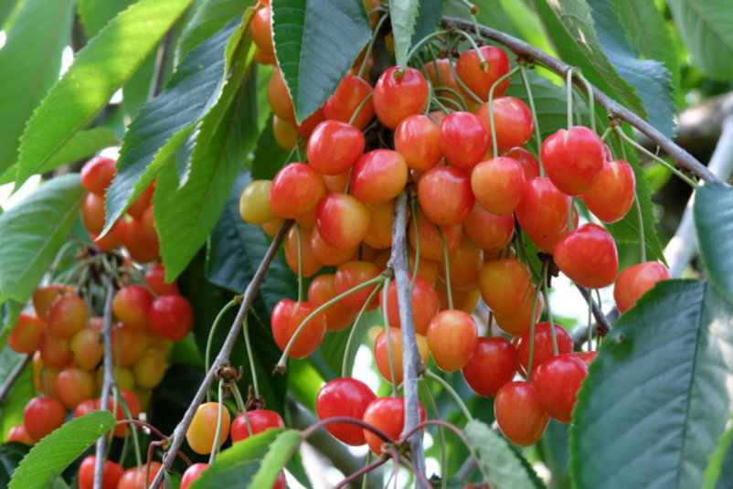 Cherry Picking