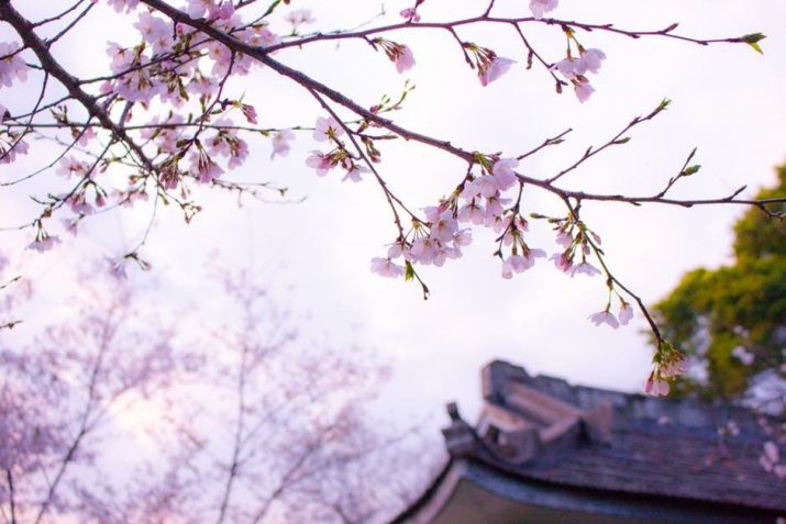 Sakura