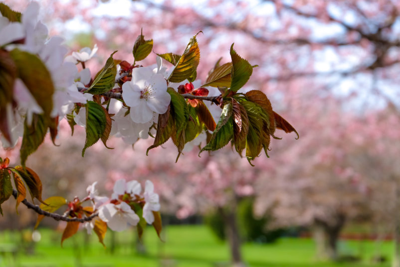 Hokkaido Sakura